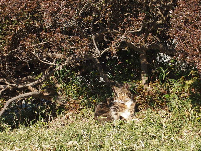 ねこ