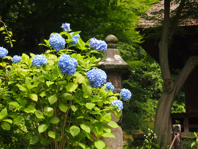 紫陽花