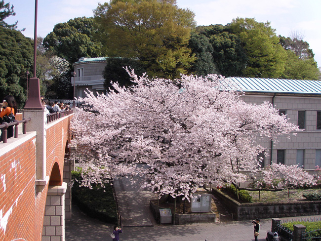 芸亭の桜