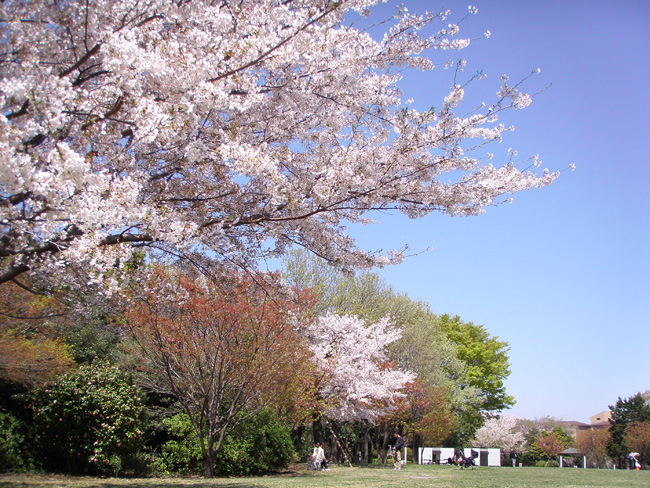 山頂公園1